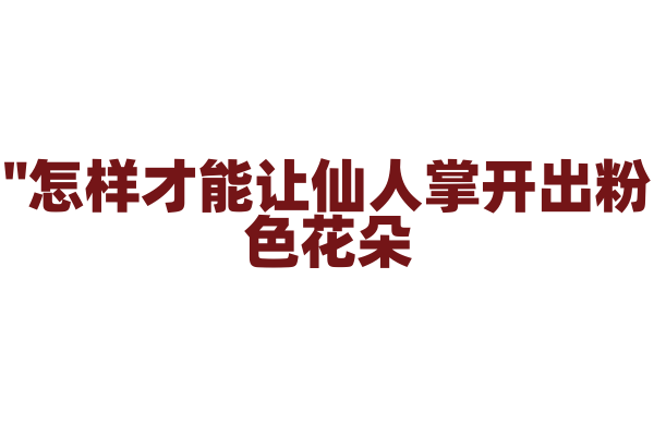 "怎样才能让仙人掌开出粉色花朵？"